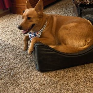 Meet your Posher, Darcy